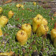 Fruits and needles of the cacti